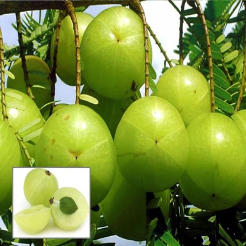 Banras Fruit Pach